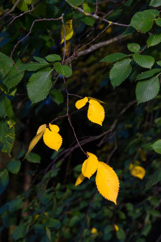 Free stock image of autumn leaves created by 2happy