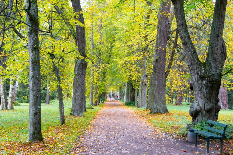 Free stock image of autumn park created by 2happy