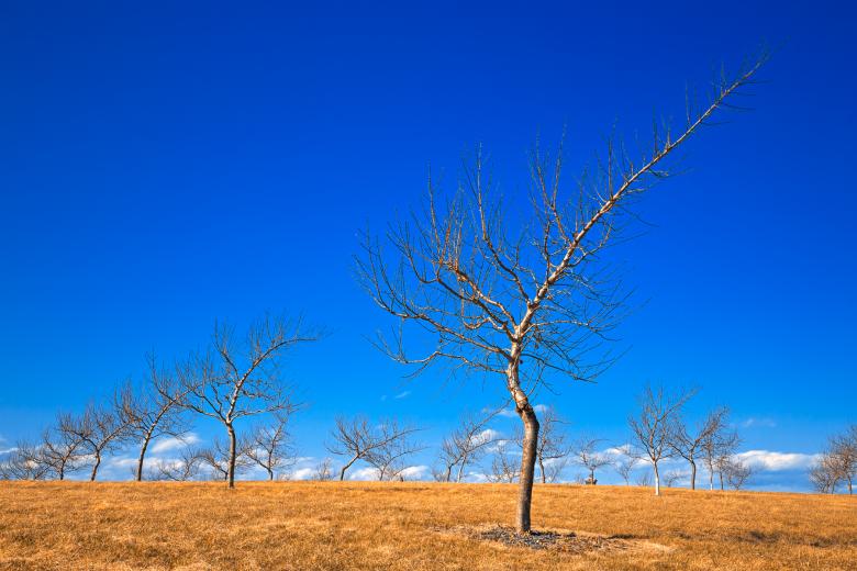 Free stock image of Bare Peach Orchard Trees - HDR created by Nicolas Raymond