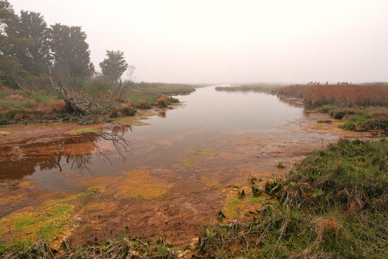 Free stock image of Misty Assateague Island Marsh - HDR created by Nicolas Raymond