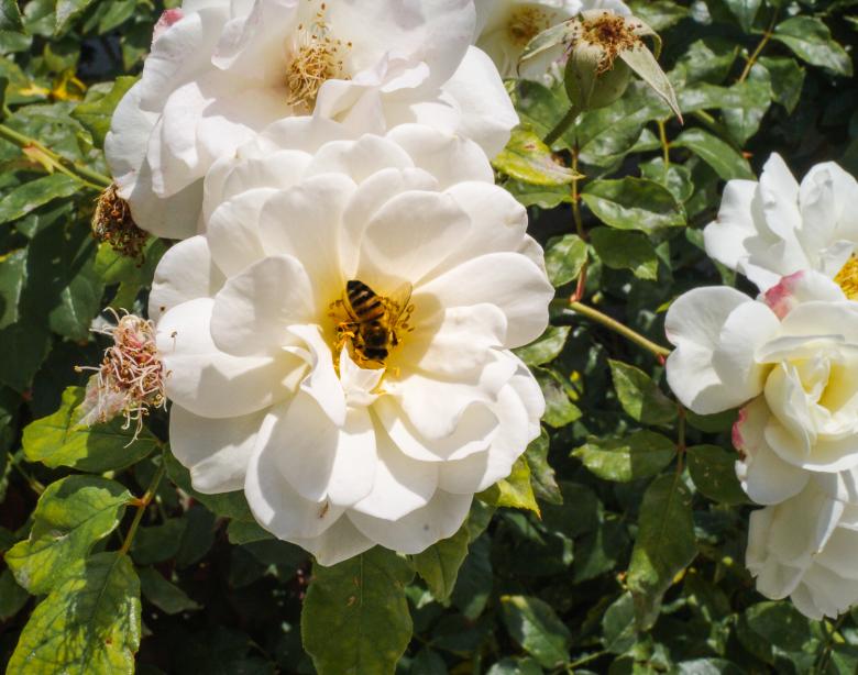 Free stock image of Bee on the Flower created by Brianna Mills