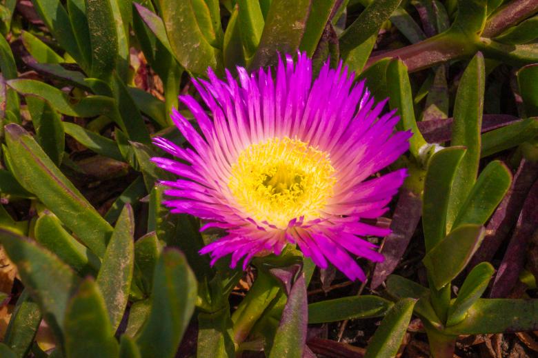 Free stock image of Flower in the Garden created by Brianna Mills