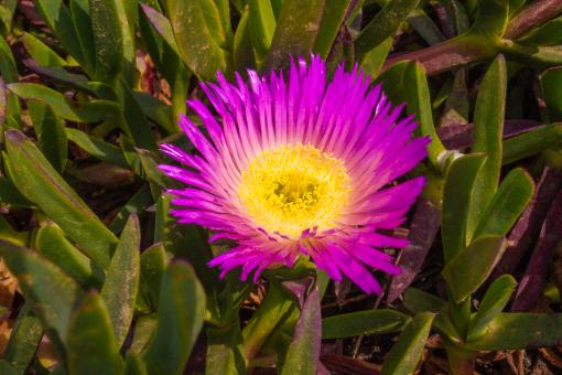 Flower in the Garden - Free Stock Photo