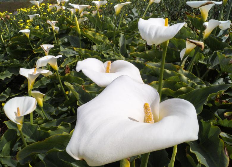 Free stock image of White Flowers created by Brianna Mills