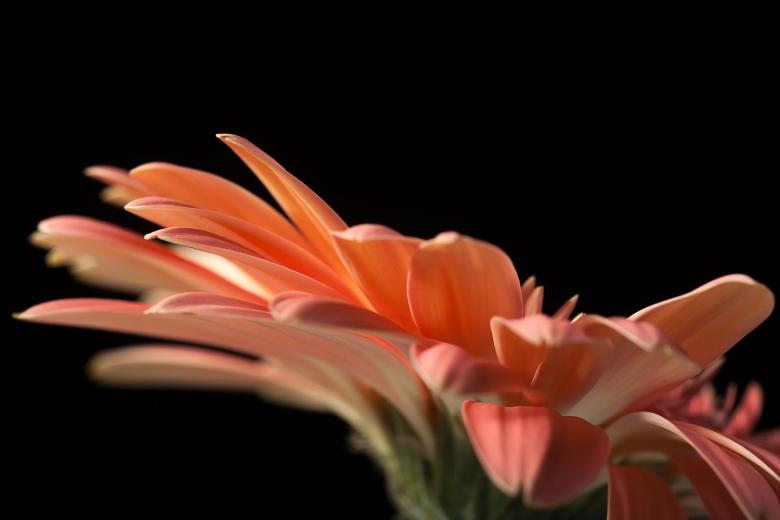 Free stock image of gerbera created by 2happy