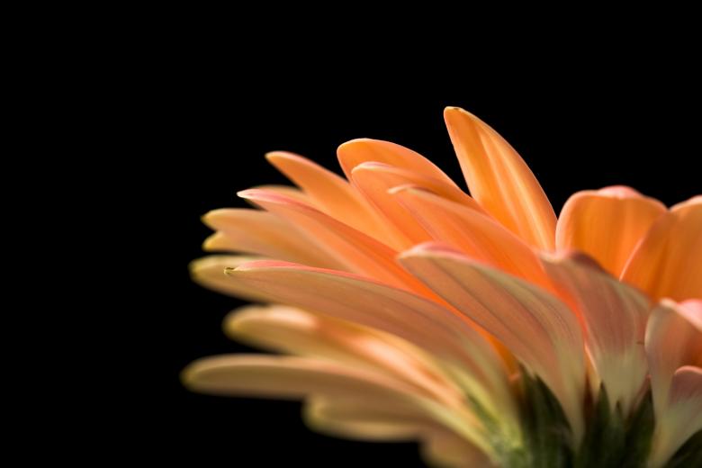 Free stock image of gerbera created by 2happy