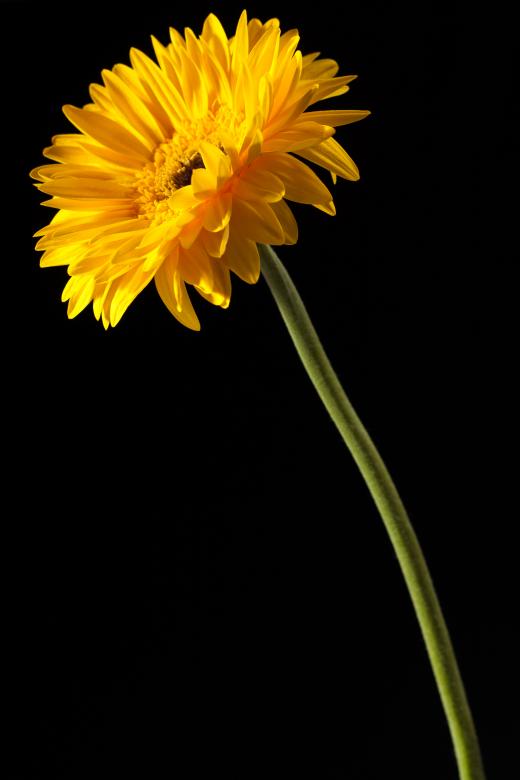 Free stock image of gerbera created by 2happy