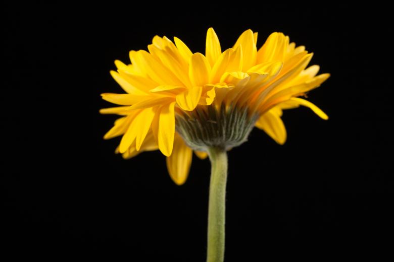Free stock image of gerbera created by 2happy