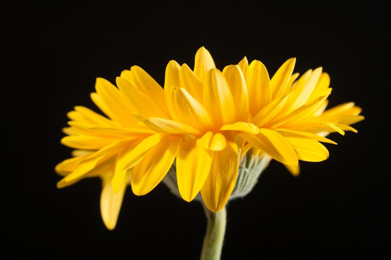 Free stock image of gerbera created by 2happy