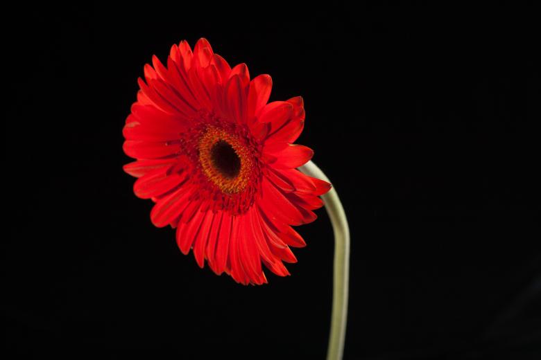 Free stock image of gerbera created by 2happy