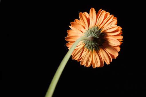 Free Stock Photo of gerbera