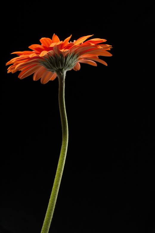 Free stock image of gerbera created by 2happy