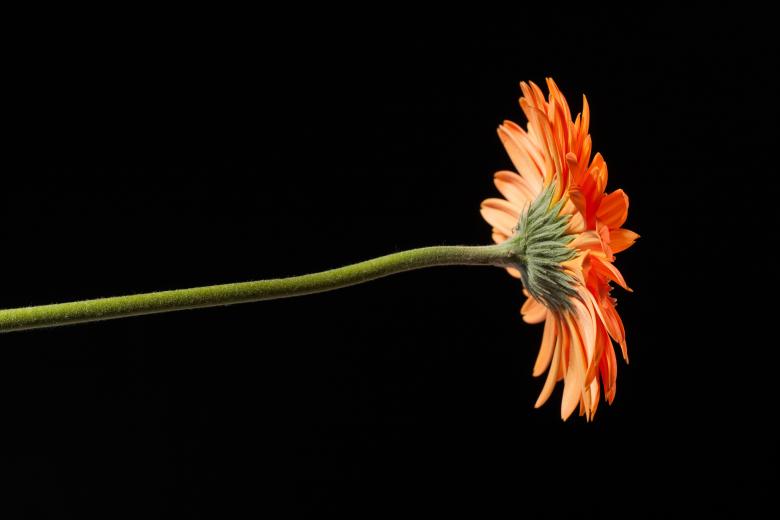 Free stock image of gerbera created by 2happy