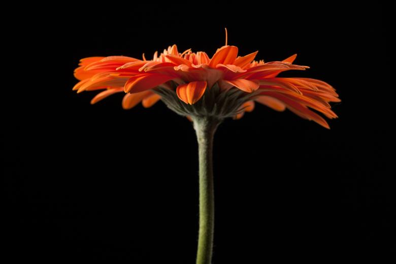 Free stock image of gerbera created by 2happy