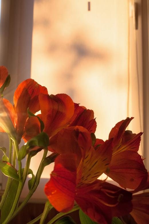Free stock image of flowers  created by 2happy