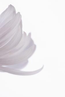 Free Stock Photo of flower