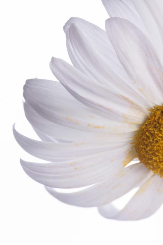 Free stock image of flower created by 2happy