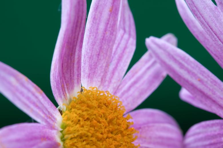 Free stock image of flower created by 2happy