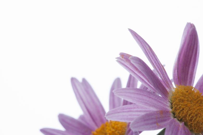 Free stock image of flower created by 2happy