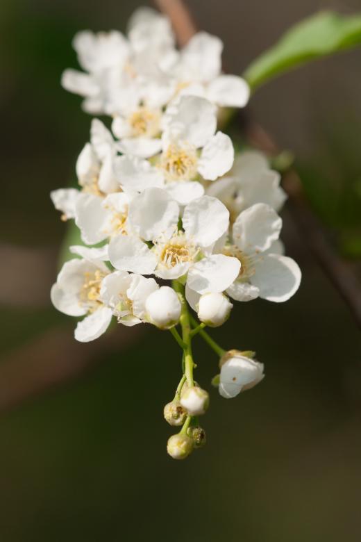 Free stock image of flowers created by 2happy