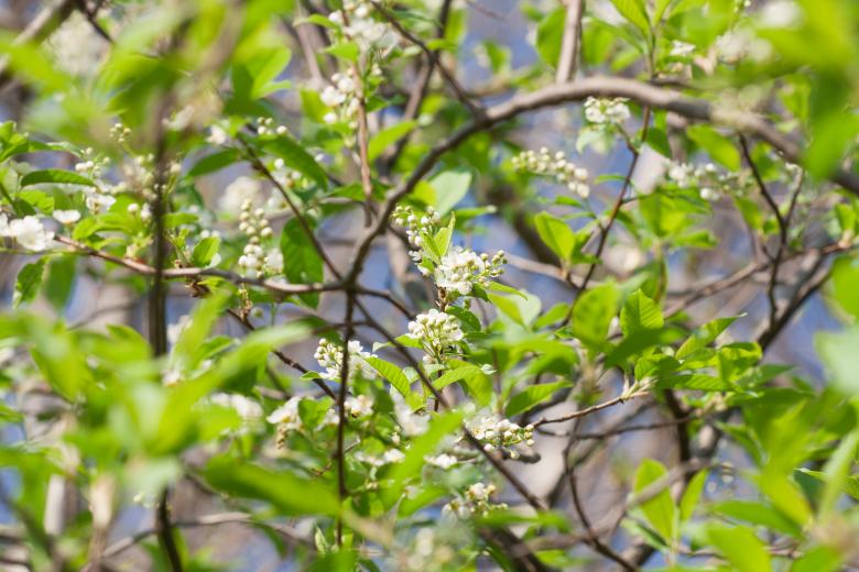 Free stock image of flowers created by 2happy