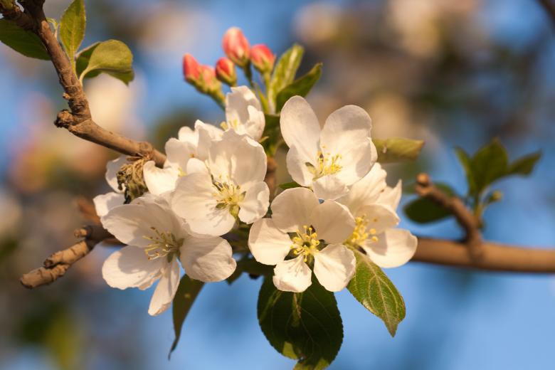 Free stock image of flowers created by 2happy