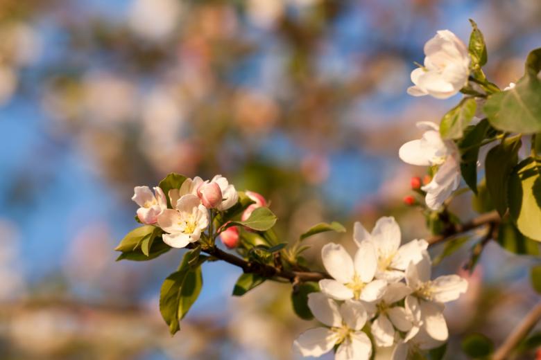 Free stock image of flowers created by 2happy
