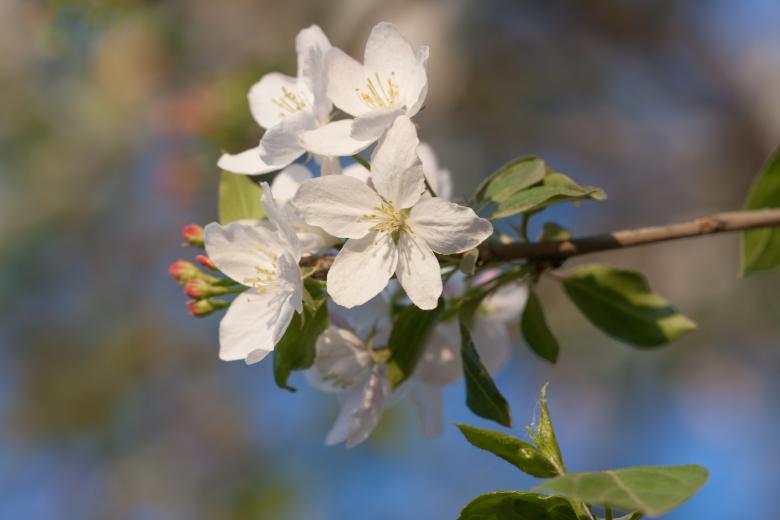 Free stock image of flowers created by 2happy