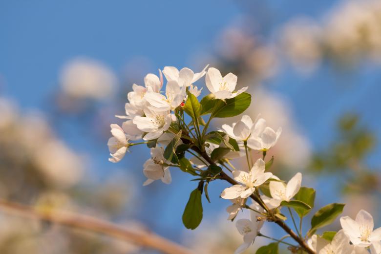 Free stock image of flowers created by 2happy