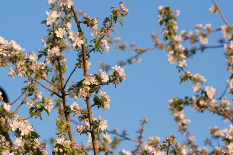 Free stock image of flowers created by 2happy