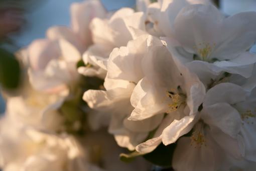 Free Stock Photo of flowers