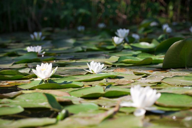 Free stock image of lily created by 2happy