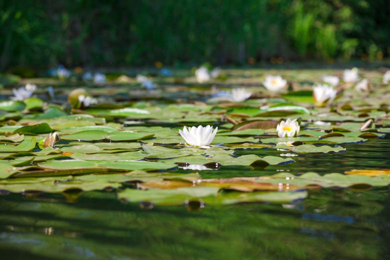 Free stock image of lily created by 2happy