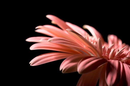 Free Stock Photo of Pink Gerbera Flower on Black