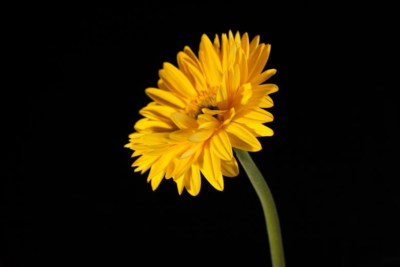 Free stock image of flower created by 2happy