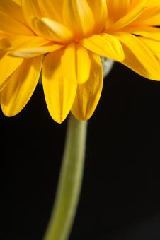 Free Stock Photo of flower