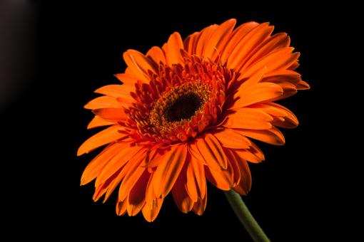 Free Stock Photo of flower