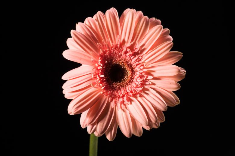 Free stock image of flower created by 2happy