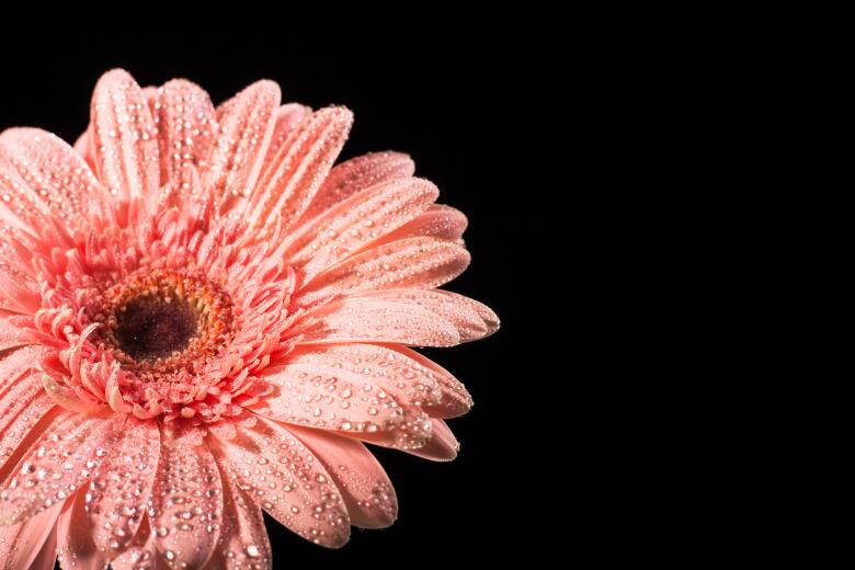 Free stock image of water drops on flower petals created by 2happy