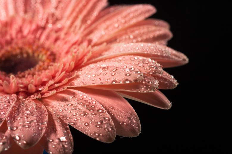 Free stock image of water drops on flower petals created by 2happy