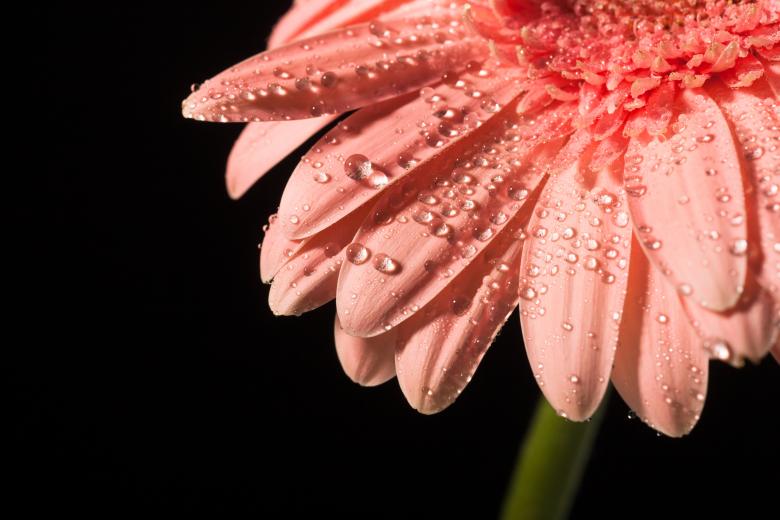 Free stock image of water drops on flower petals created by 2happy