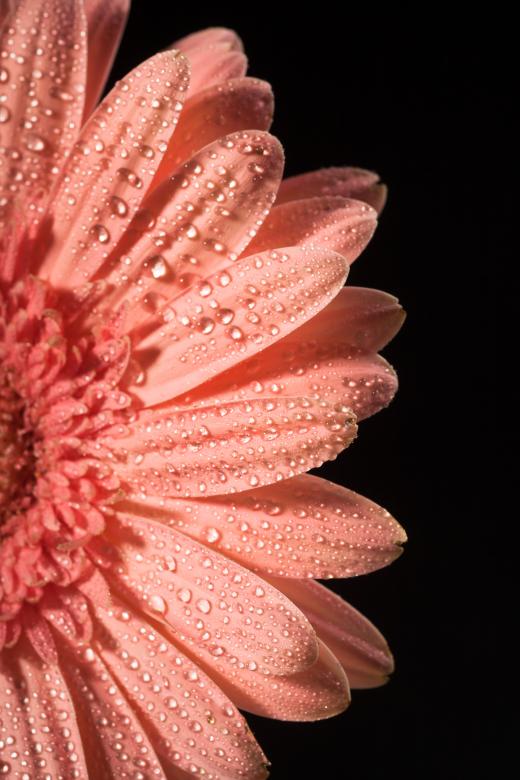 Free stock image of water drops on flower petals created by 2happy