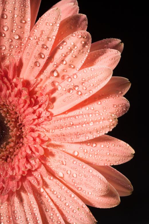 Free stock image of water drops on flower petals created by 2happy