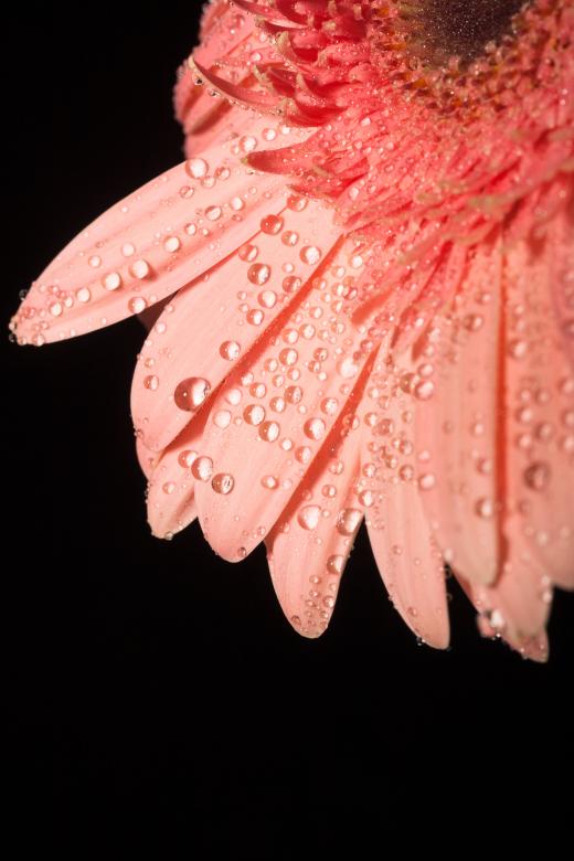 Free stock image of water drops on flower petals created by 2happy