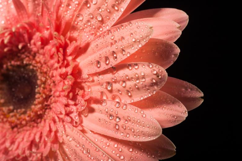 Free stock image of water drops on flower petals created by 2happy