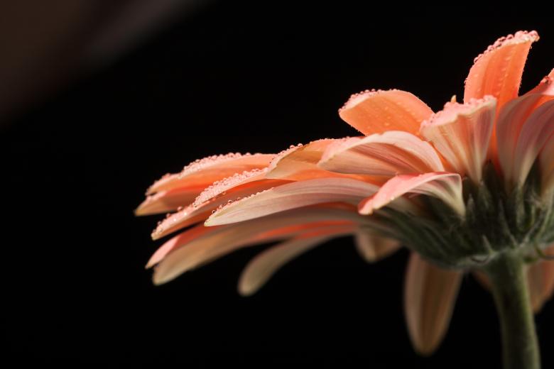 Free stock image of water drops on flower petals created by 2happy