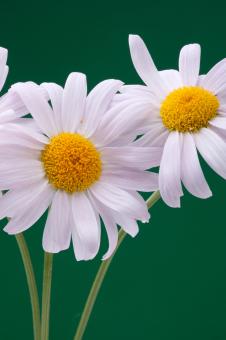 Free Stock Photo of flower