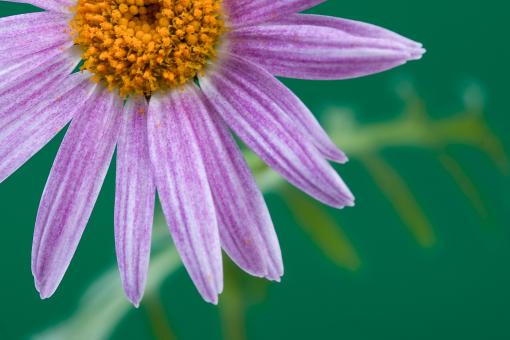 Free Stock Photo of flower