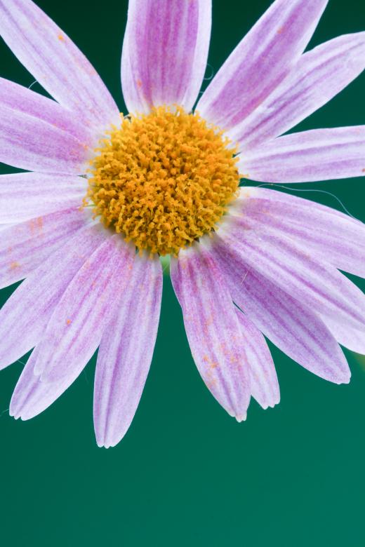 Free stock image of flower created by 2happy