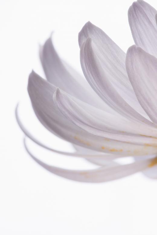 Free stock image of flower created by 2happy